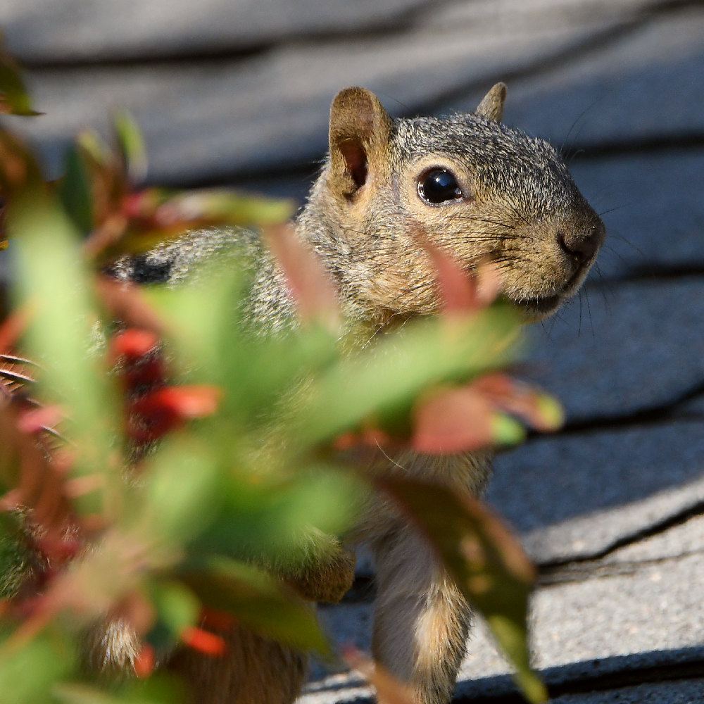 Squirrel.jpg
