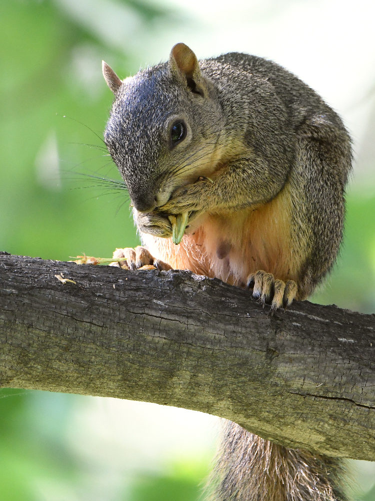Squirrel.jpg