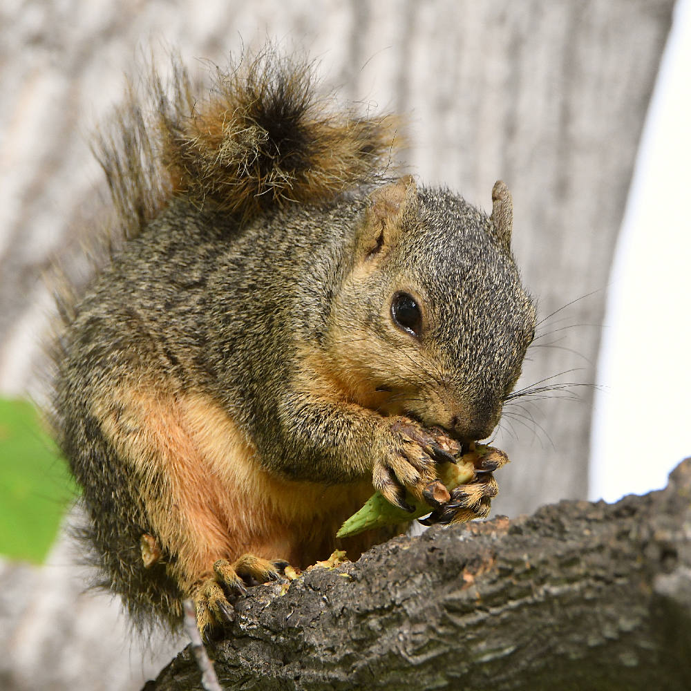 Squirrel.jpg