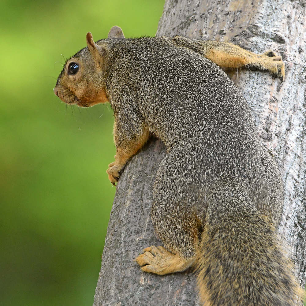 Squirrel.jpg