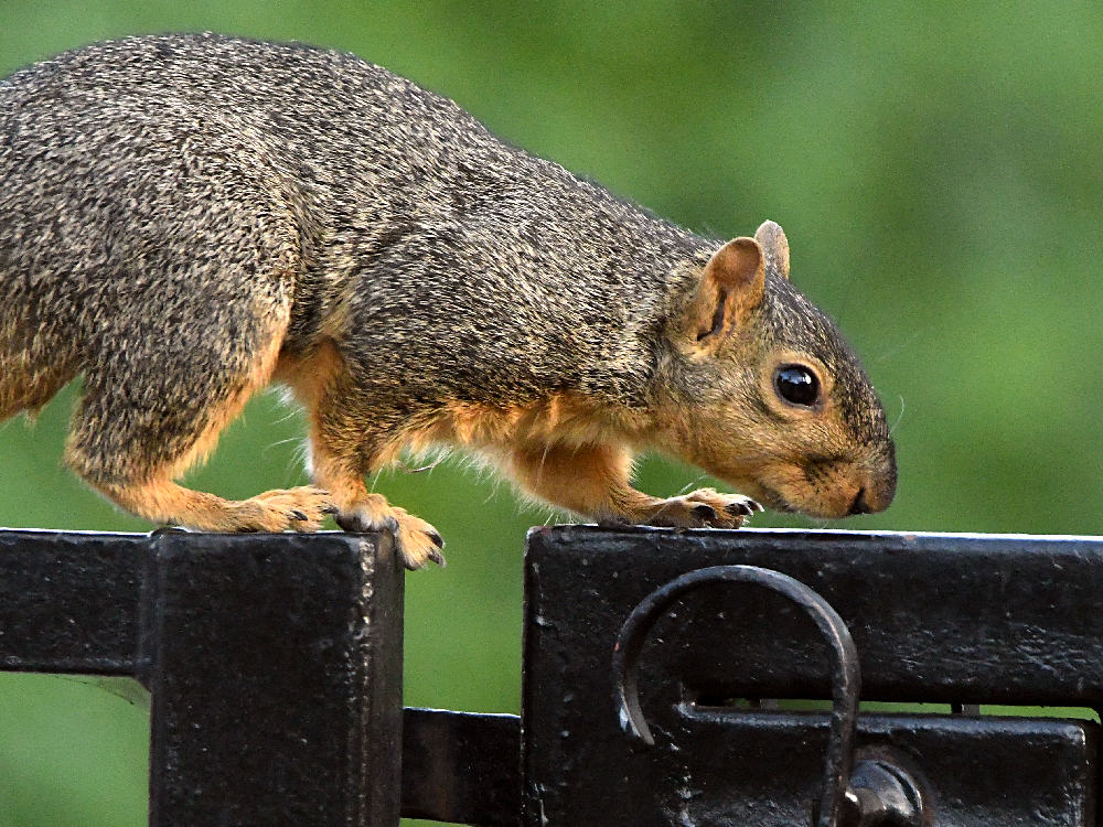 Squirrel.jpg