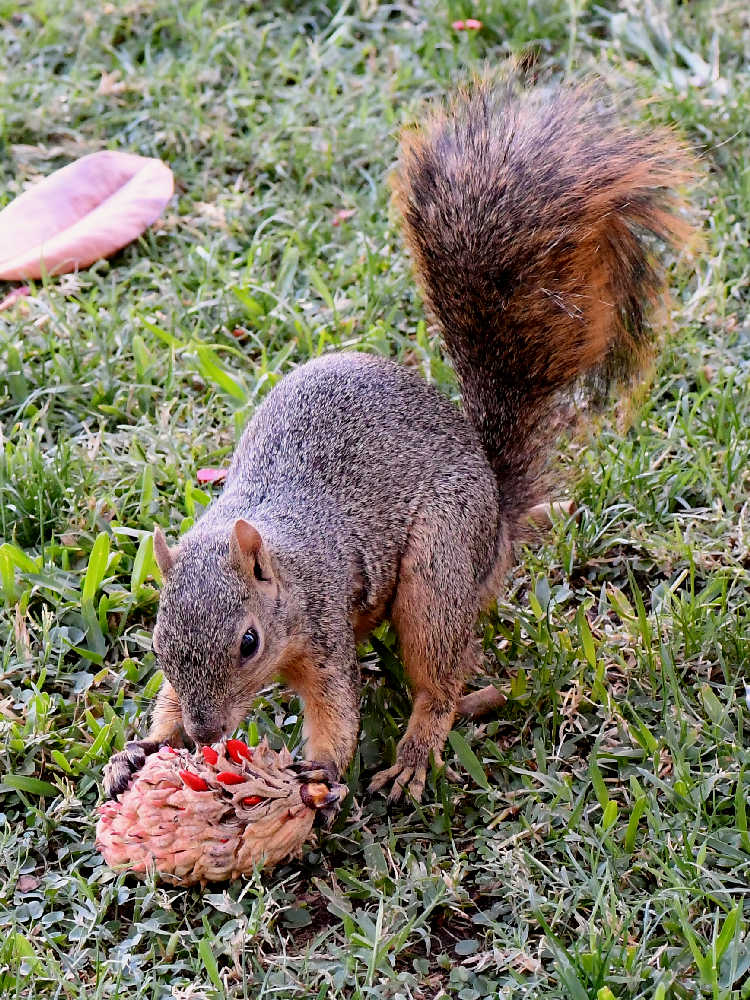 Squirrel.jpg