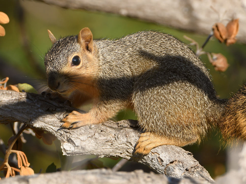Squirrel.jpg