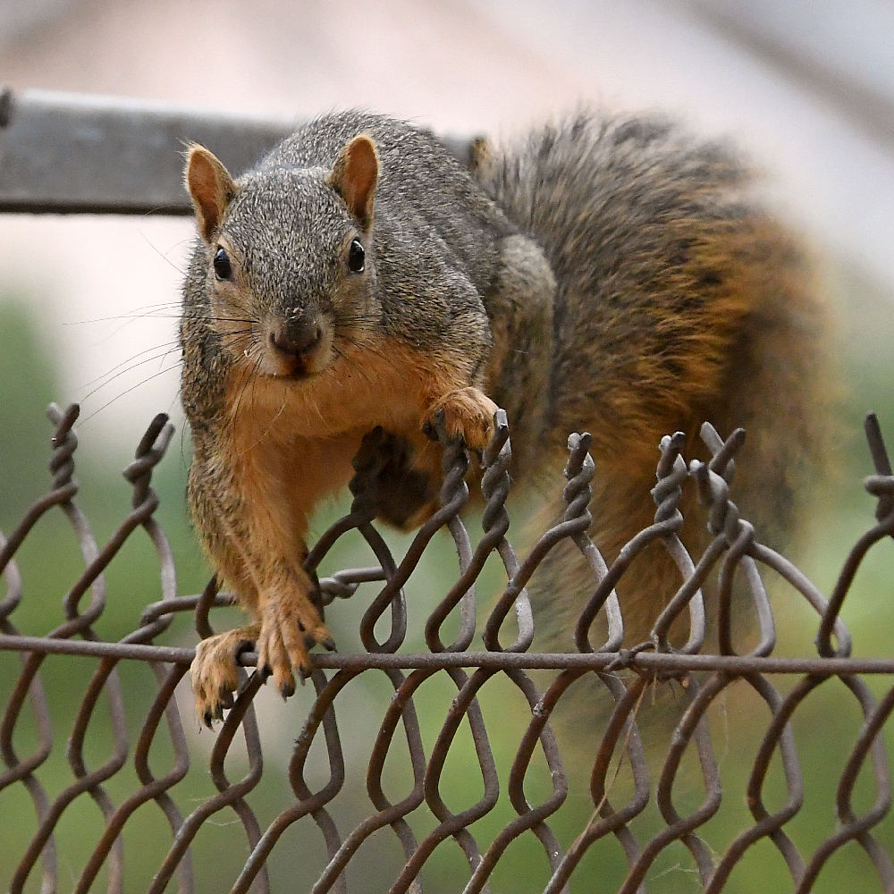 Squirrel.jpg