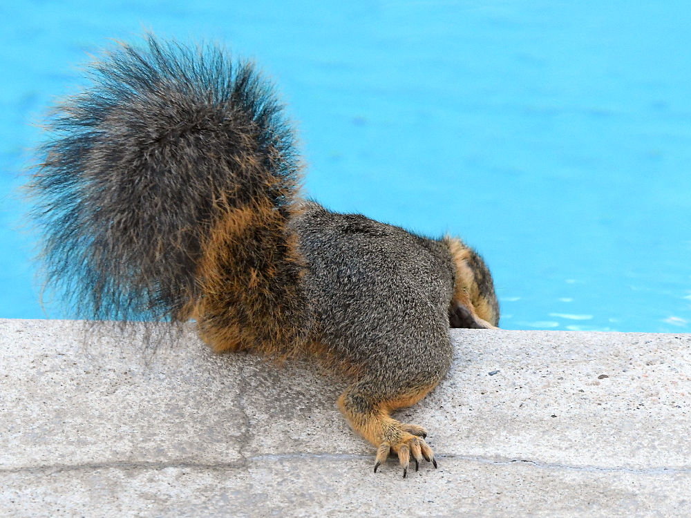 Squirrel.jpg