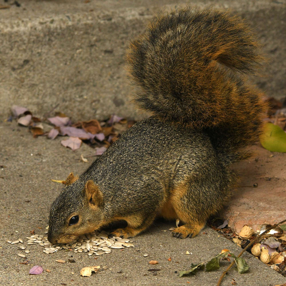 Squirrel.jpg