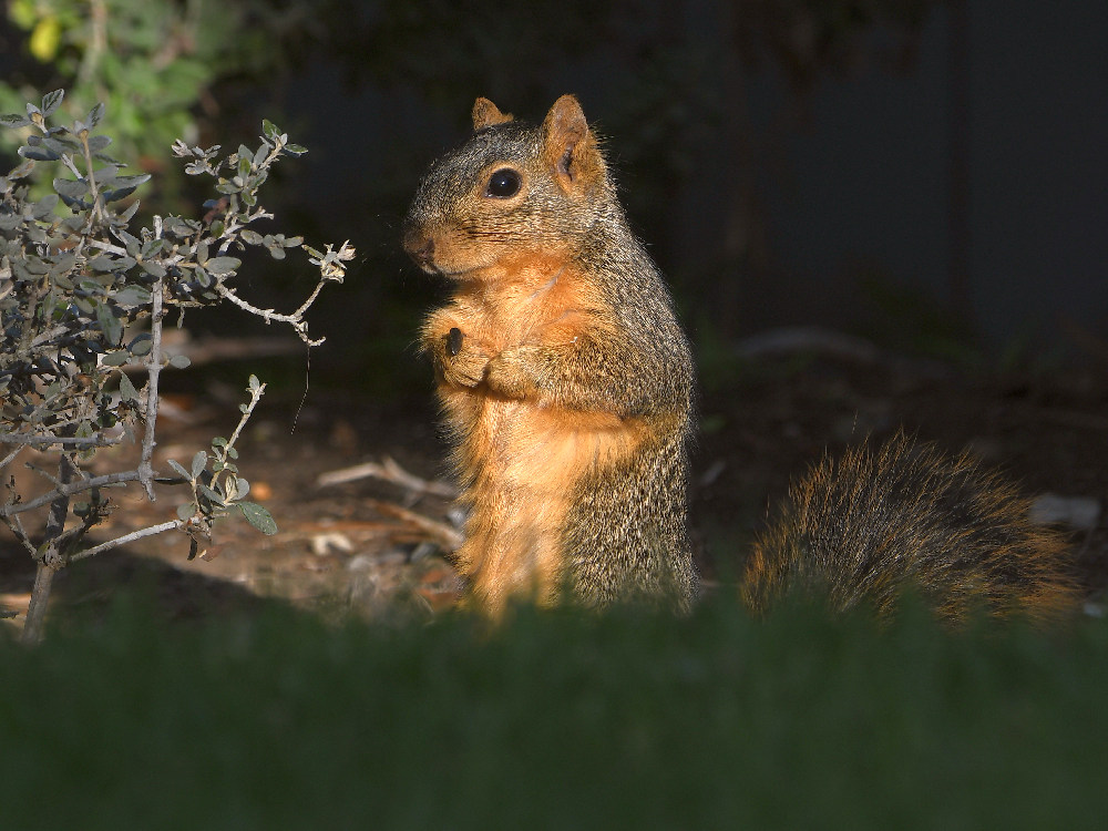 Squirrel.jpg