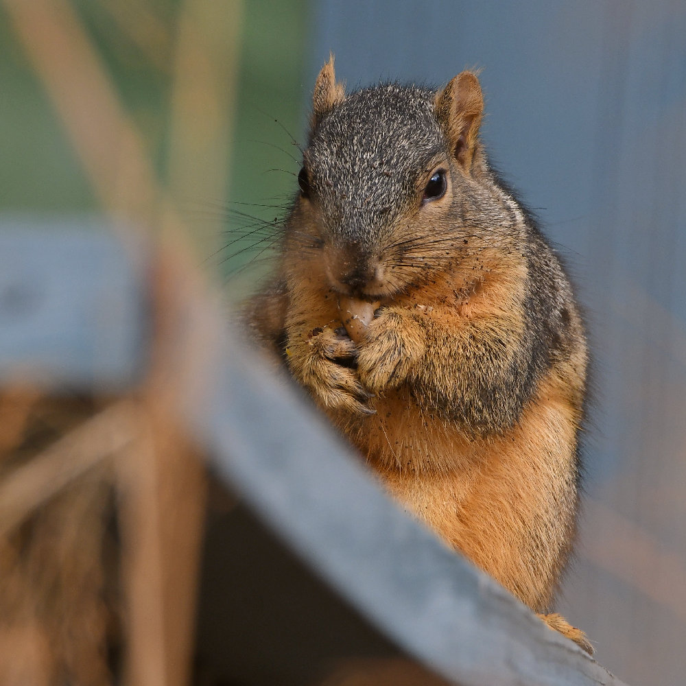 Squirrel.jpg