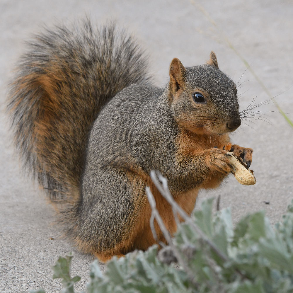 Squirrel.jpg