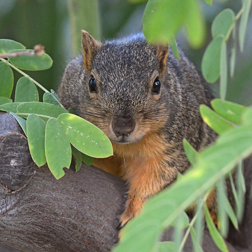 Squirrel.jpg