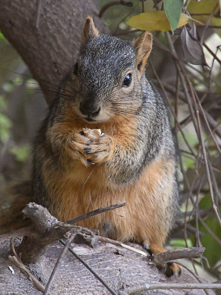 Squirrel.jpg