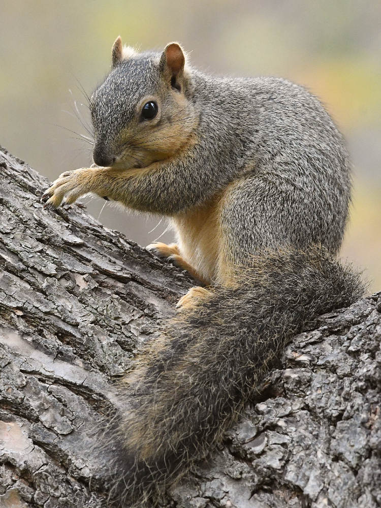 Squirrel.jpg