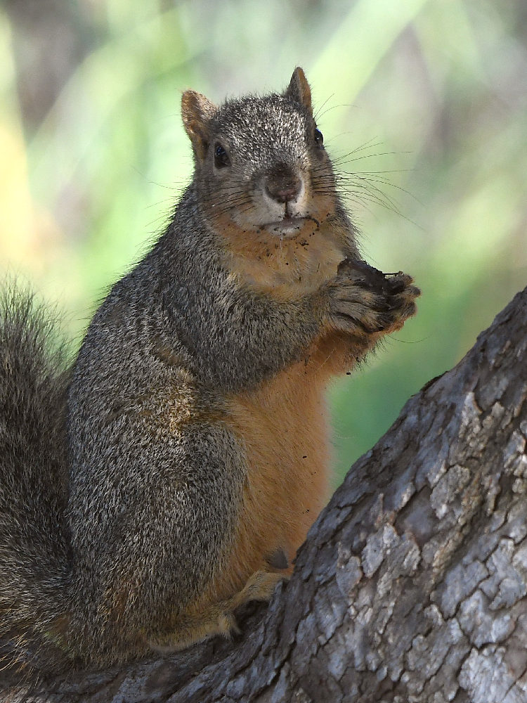 Squirrel.jpg