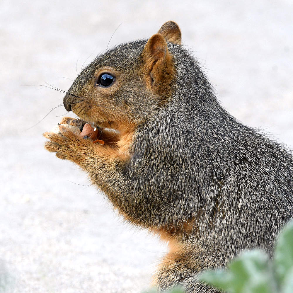 Squirrel.jpg