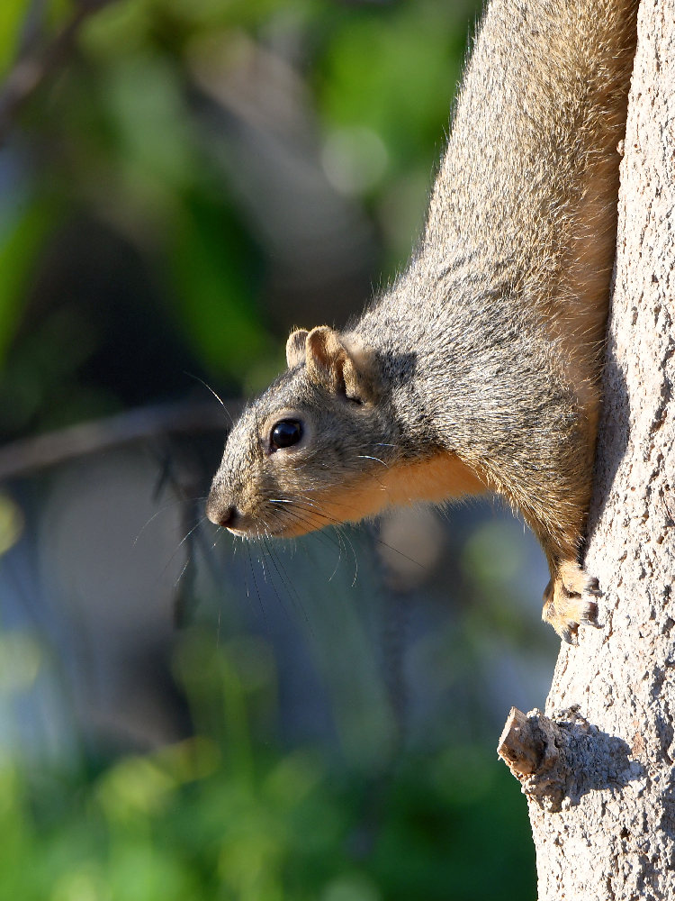 Squirrel.jpg