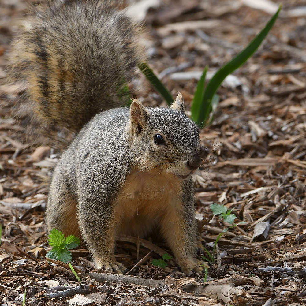 Squirrel.jpg