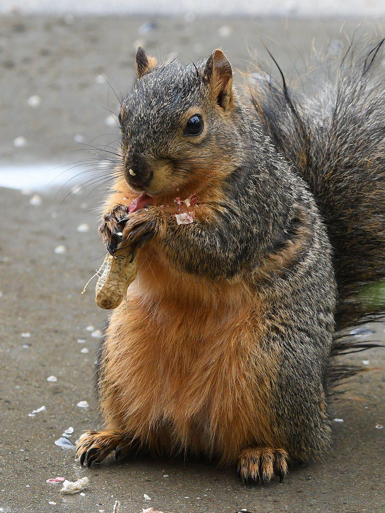 Squirrel.jpg
