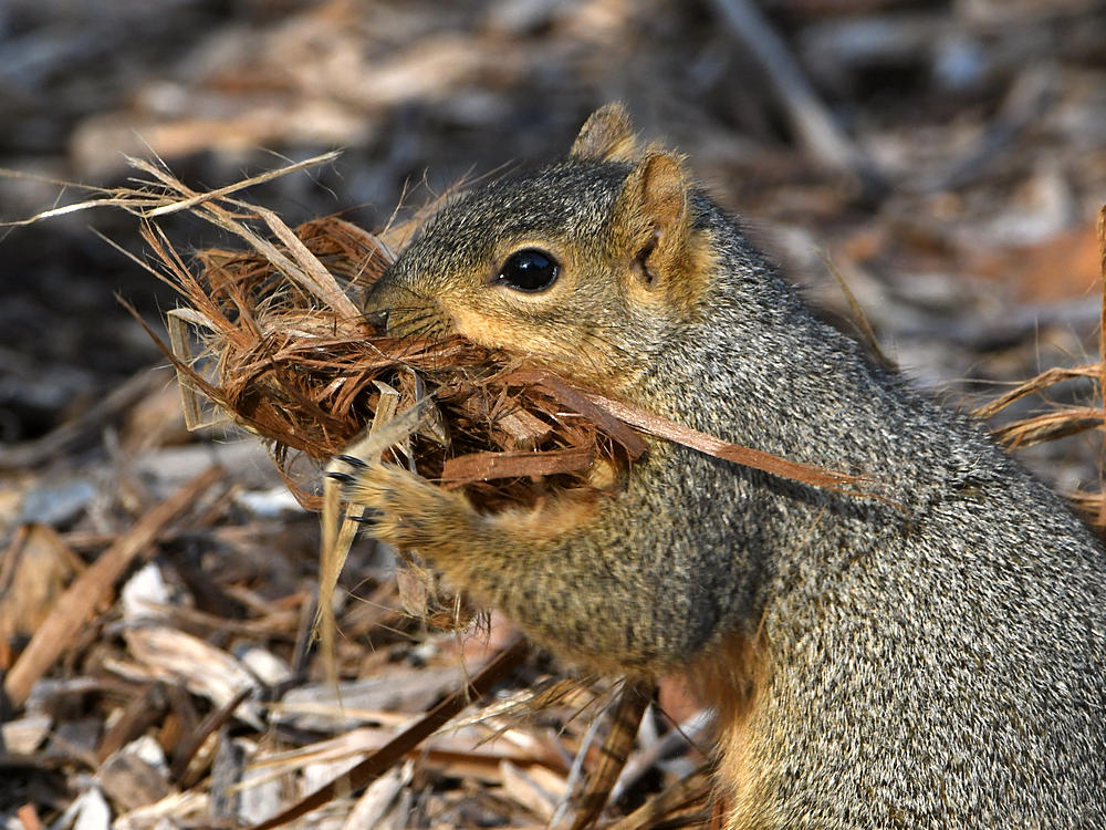 Squirrel.jpg