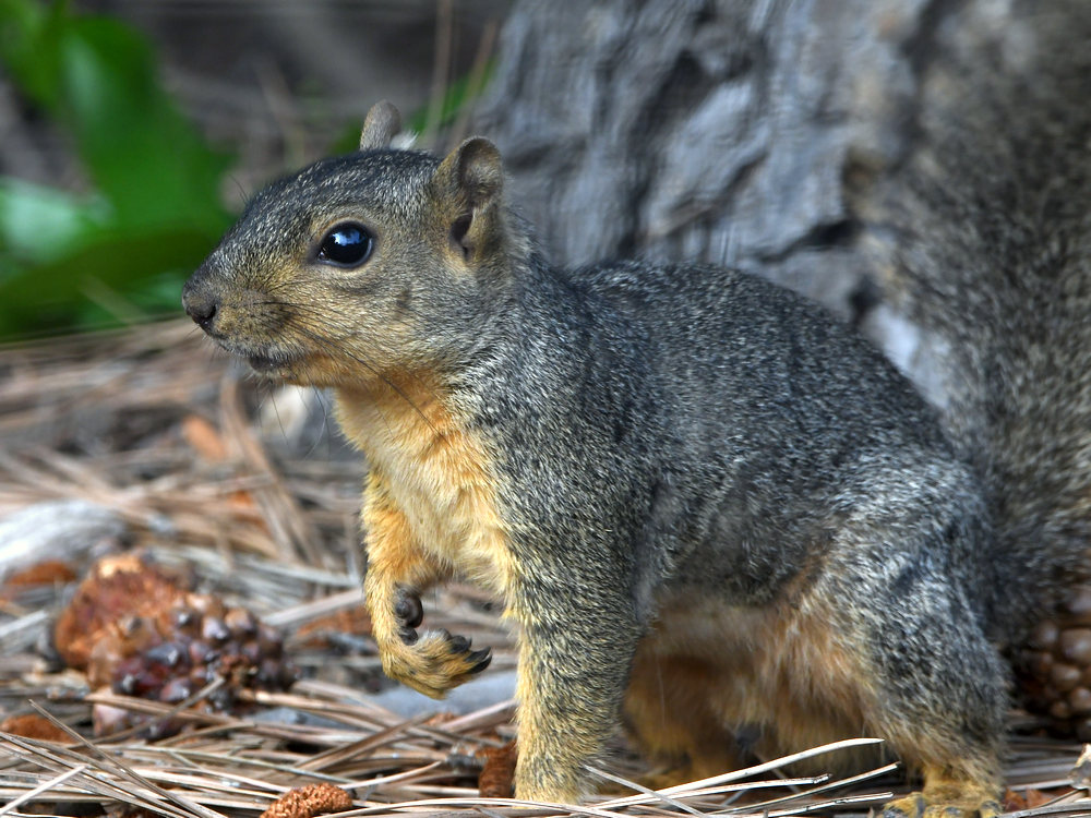 Squirrel.jpg