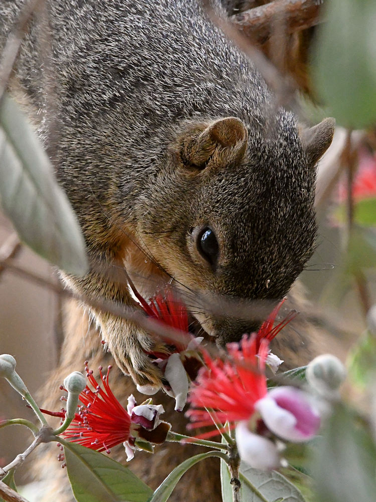 Squirrel.jpg