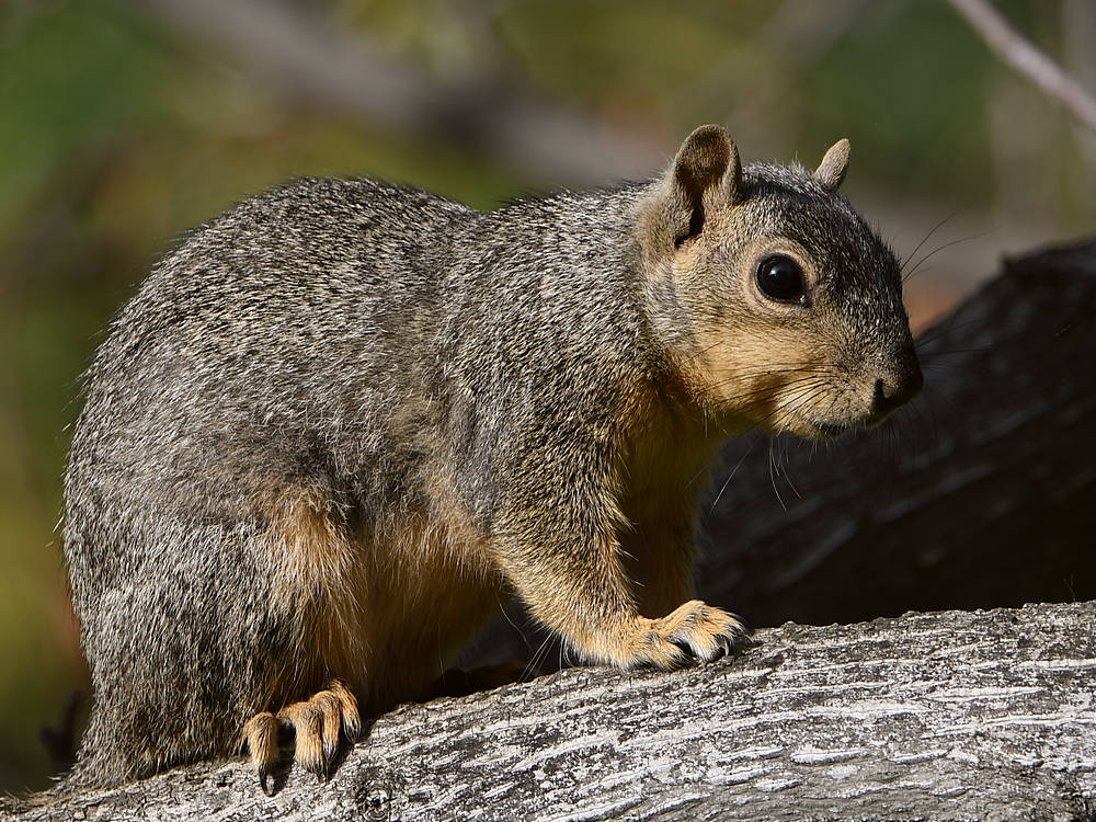 Squirrel.jpg