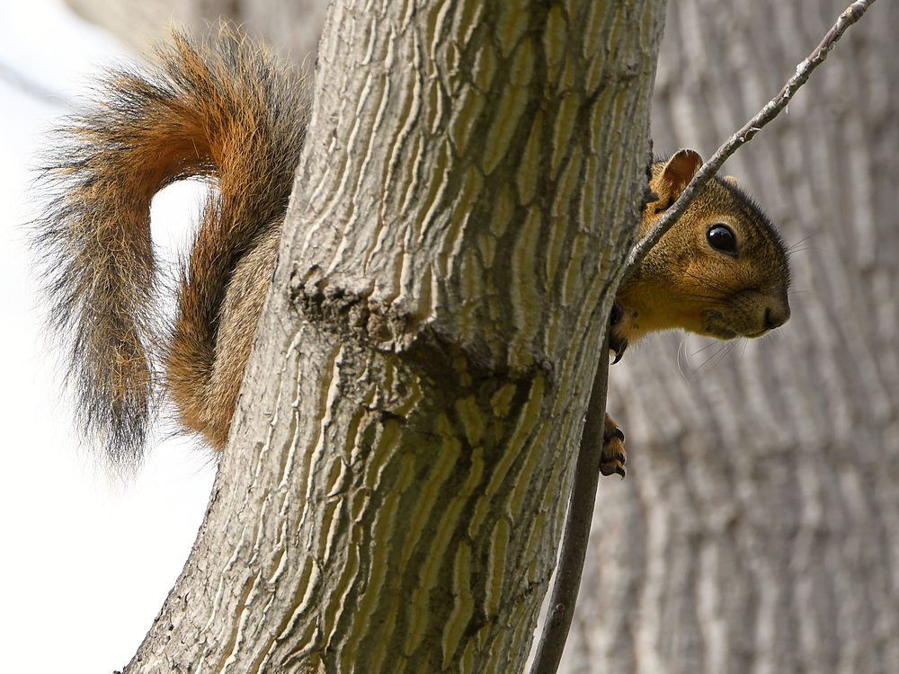 Squirrel.jpg