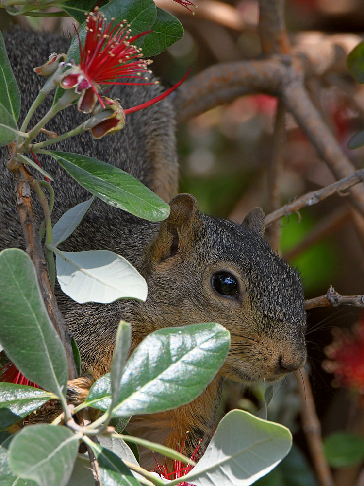 Squirrel.jpg