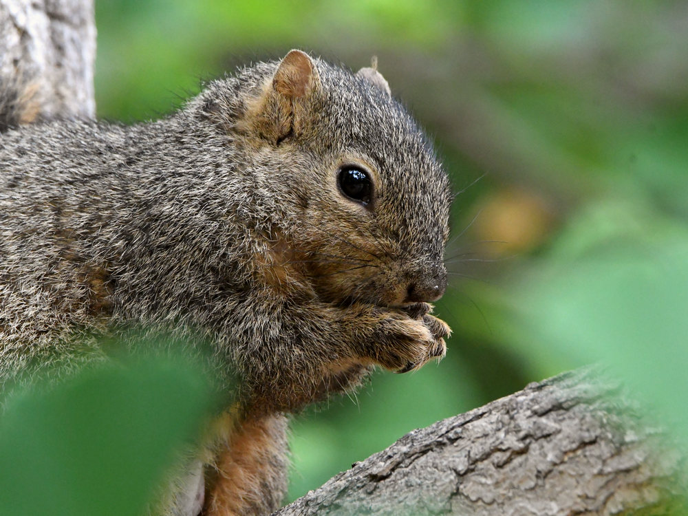 Squirrel.jpg
