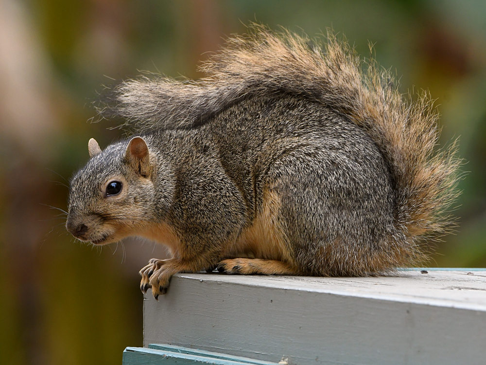 Squirrel.jpg