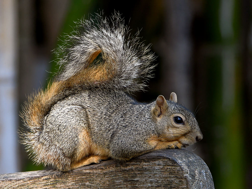 Squirrel.jpg