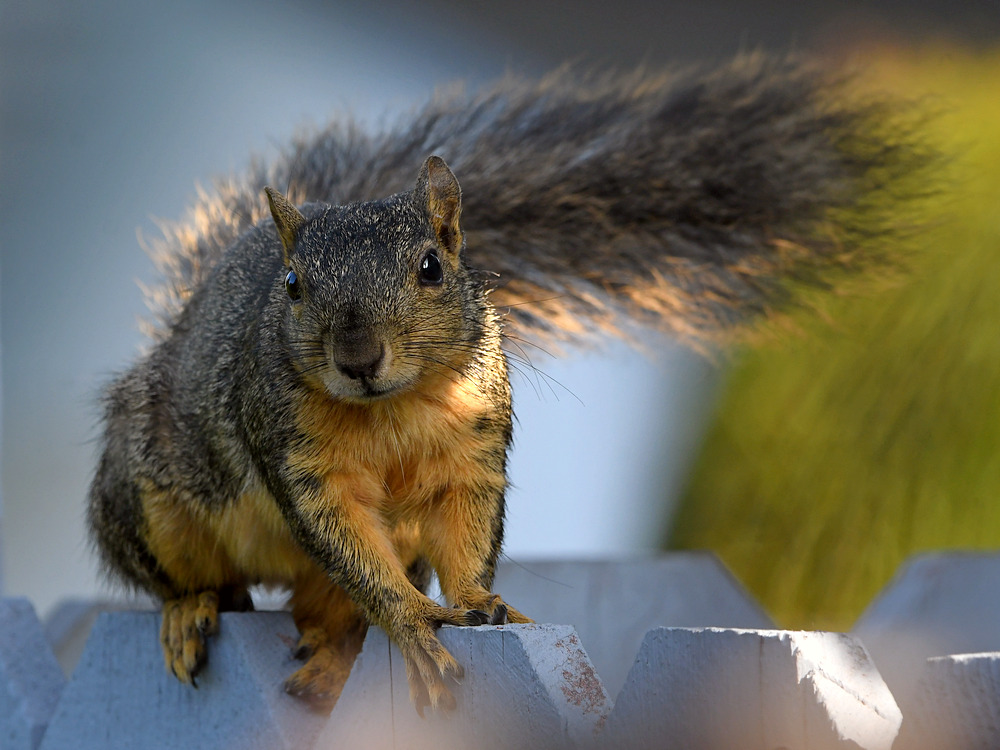 Squirrel.jpg