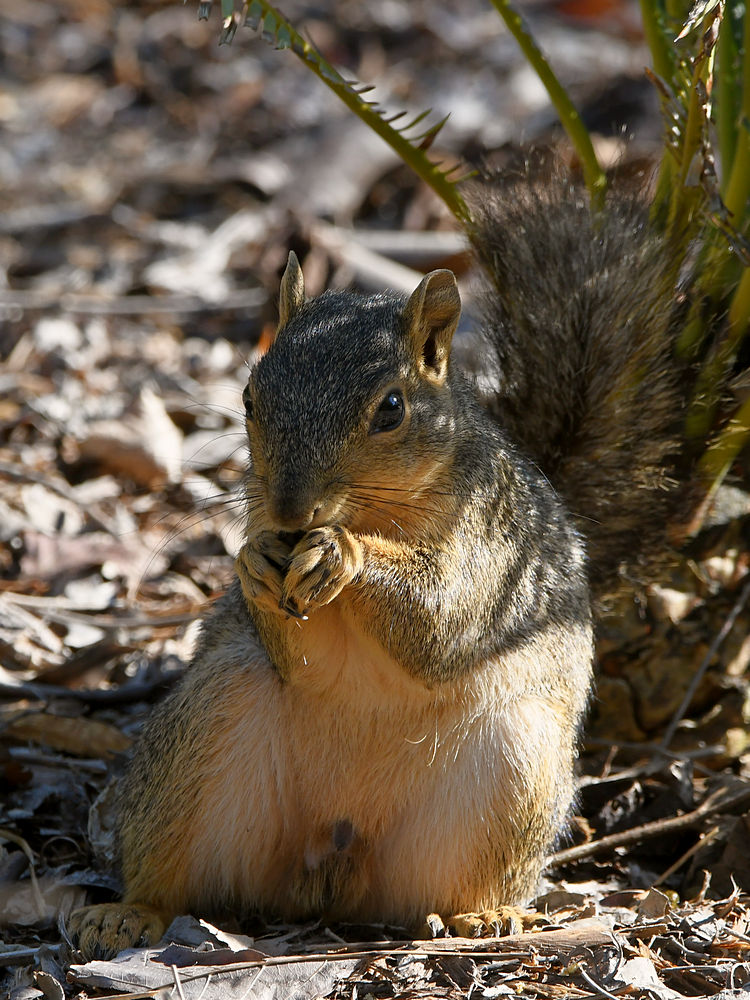 Squirrel.jpg