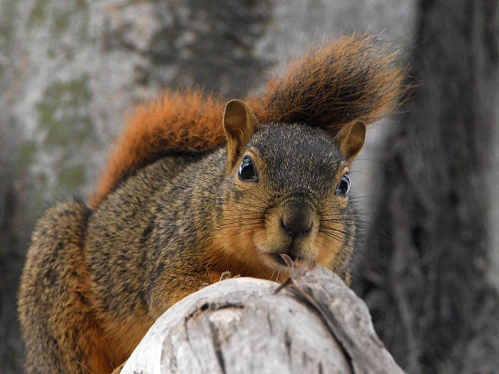 Squirrel.jpg
