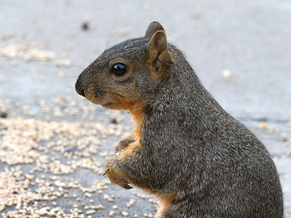 Squirrel.jpg