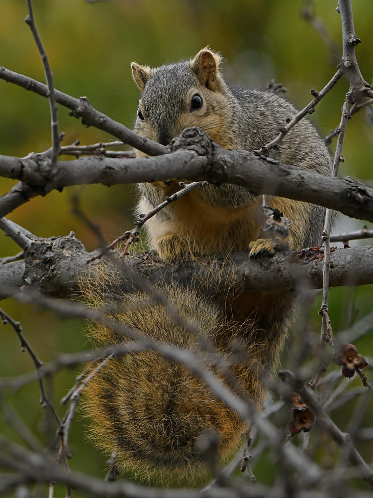 Squirrel.jpg