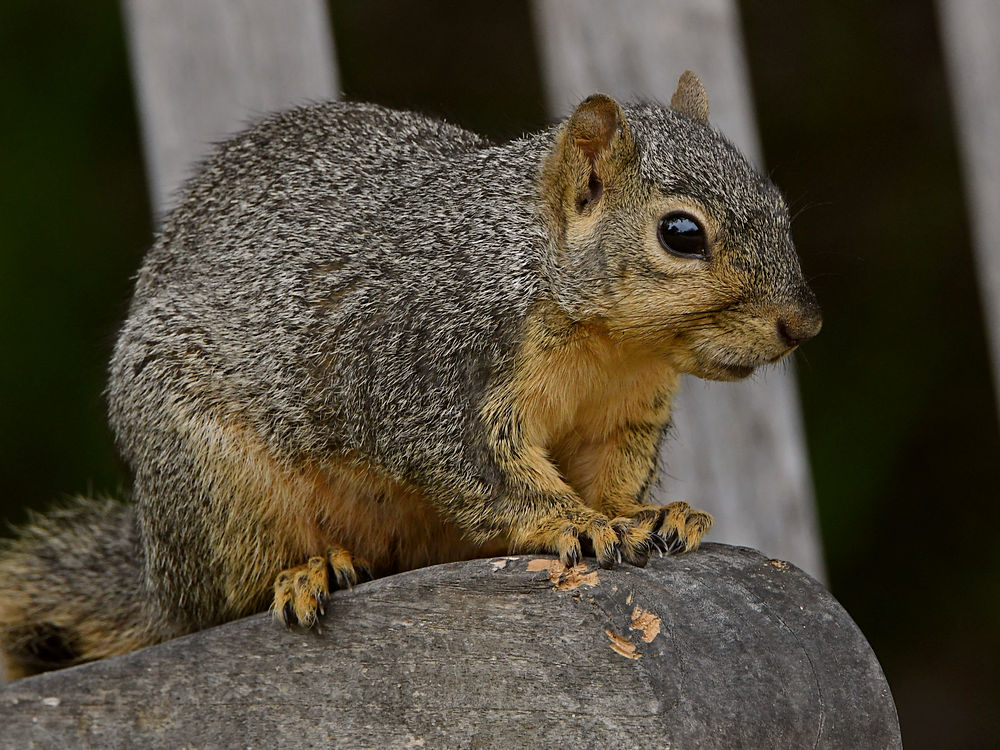 Squirrel.jpg