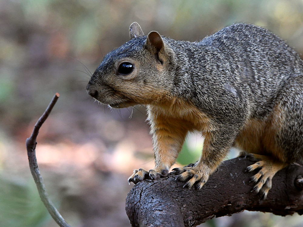 Squirrel.jpg