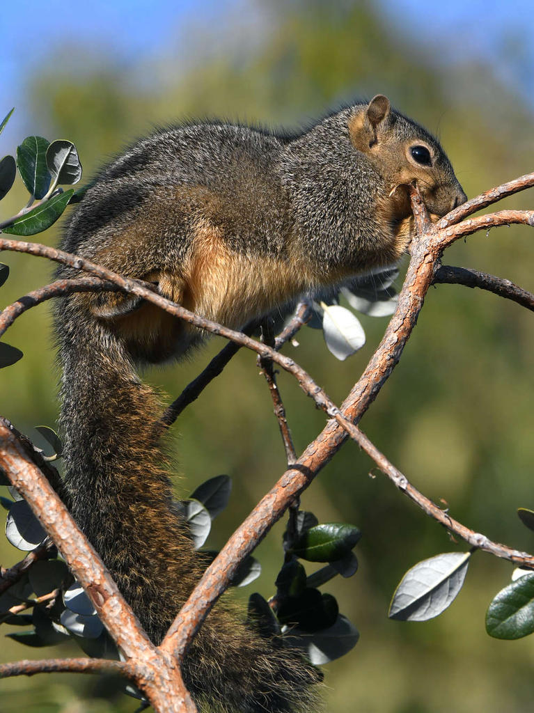 Squirrel.jpg