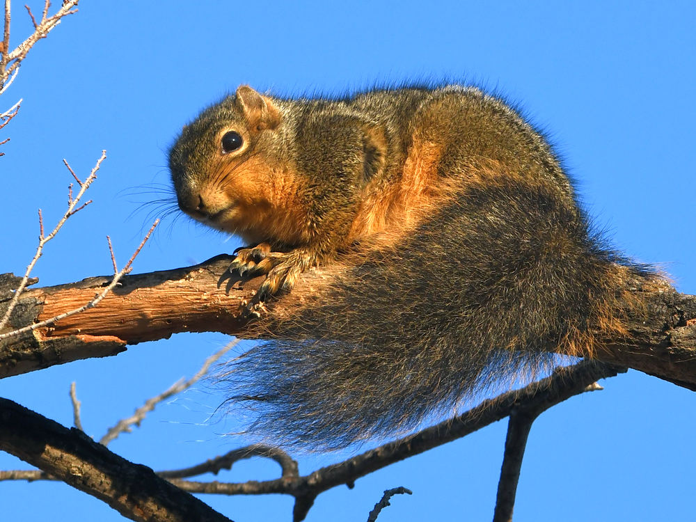 Squirrel.jpg