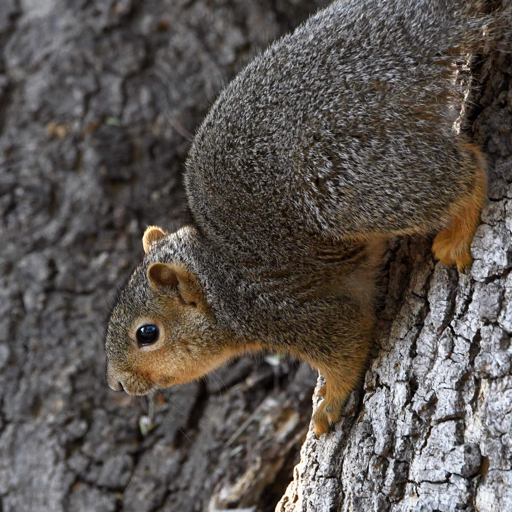 Squirrel.jpg