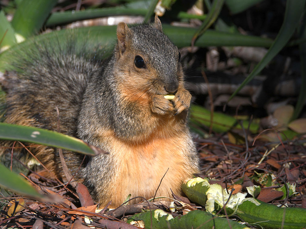 Squirrel.jpg