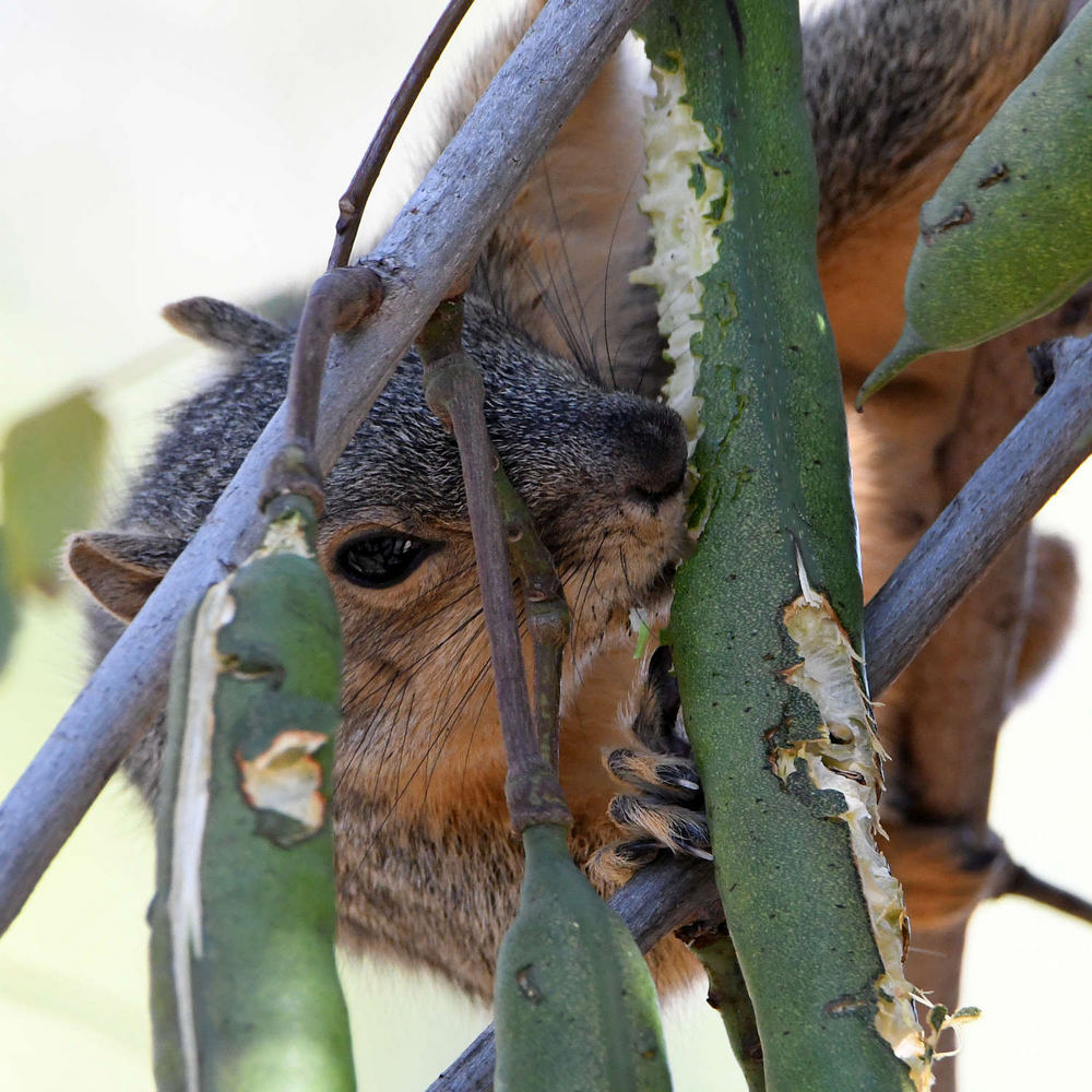 Squirrel.jpg