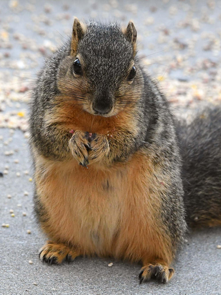 Squirrel.jpg