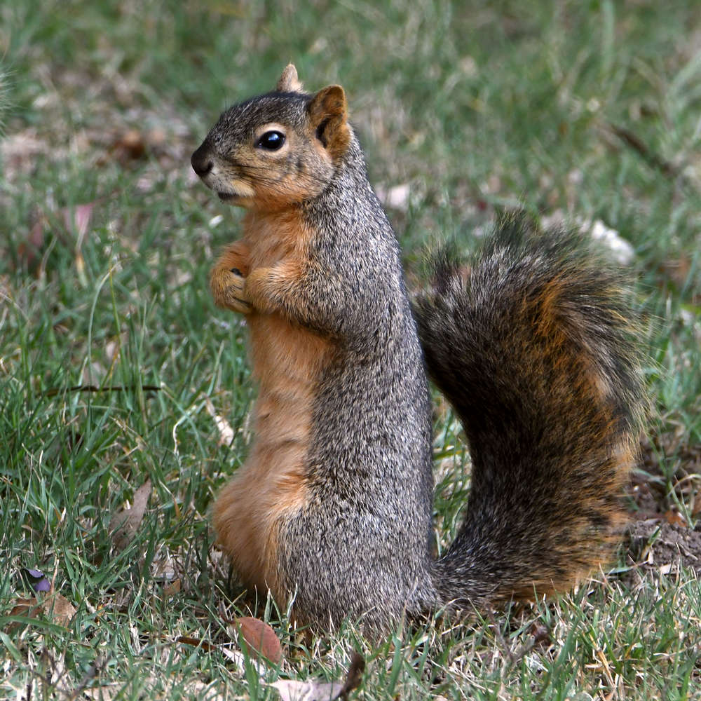 Squirrel.jpg