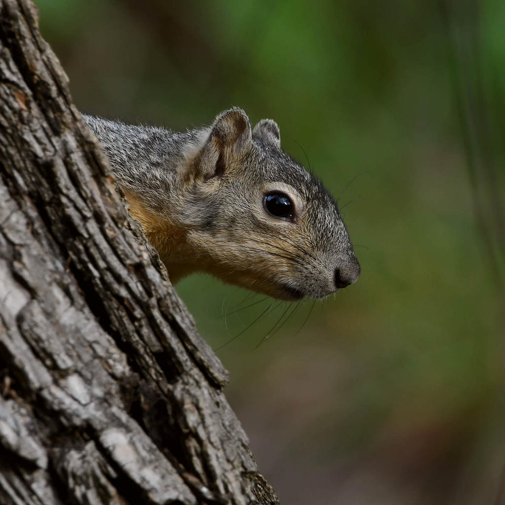 Squirrel.jpg