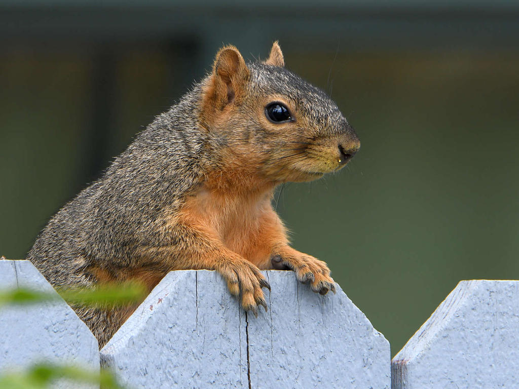 Squirrel.jpg