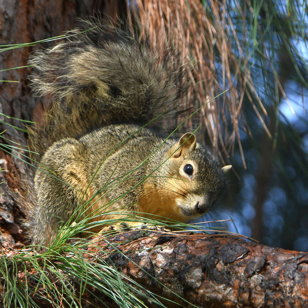 Squirrel.jpg