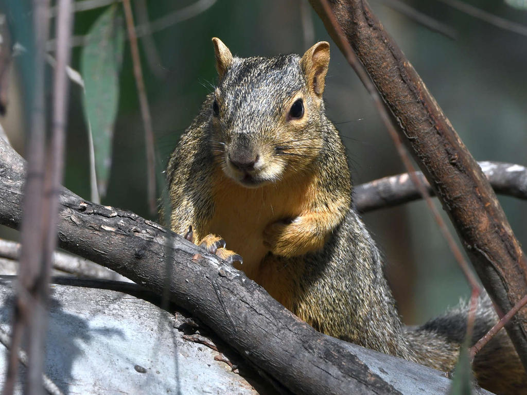 Squirrel.jpg