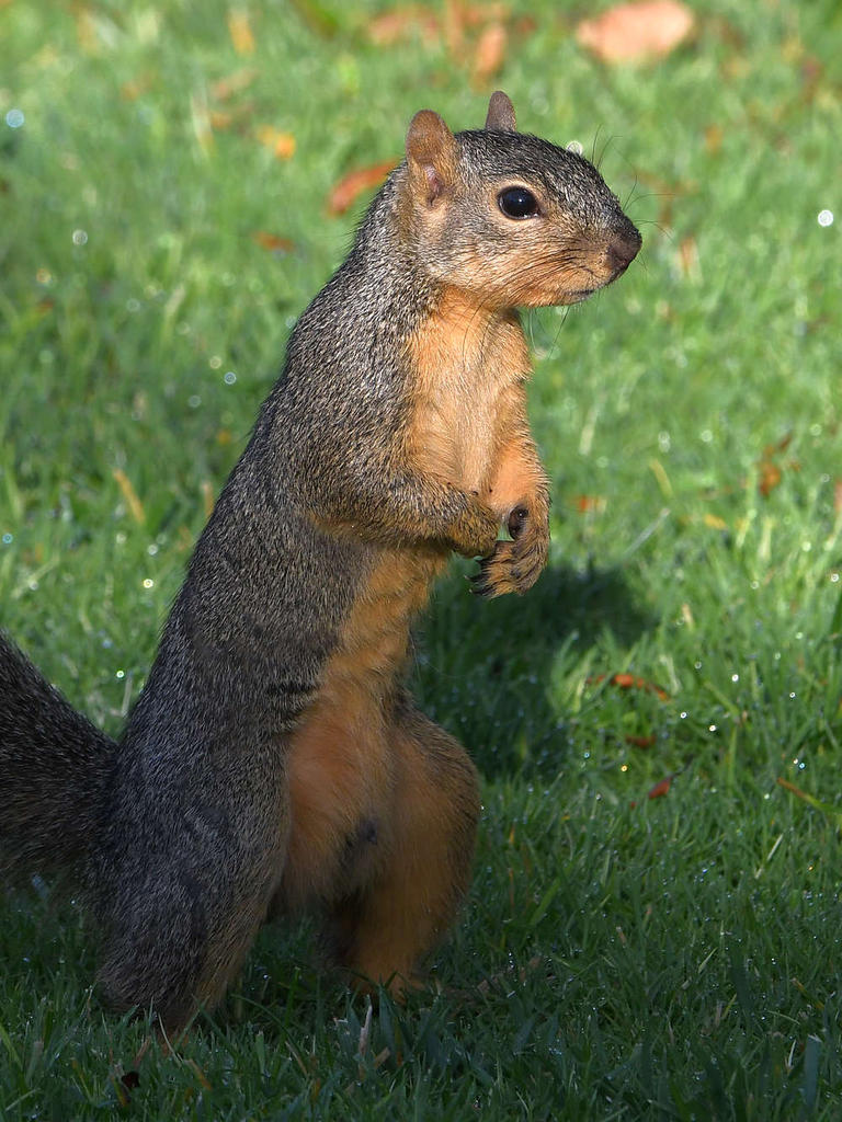 Squirrel.jpg