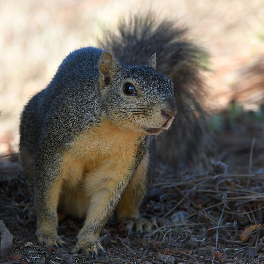 Squirrel.jpg